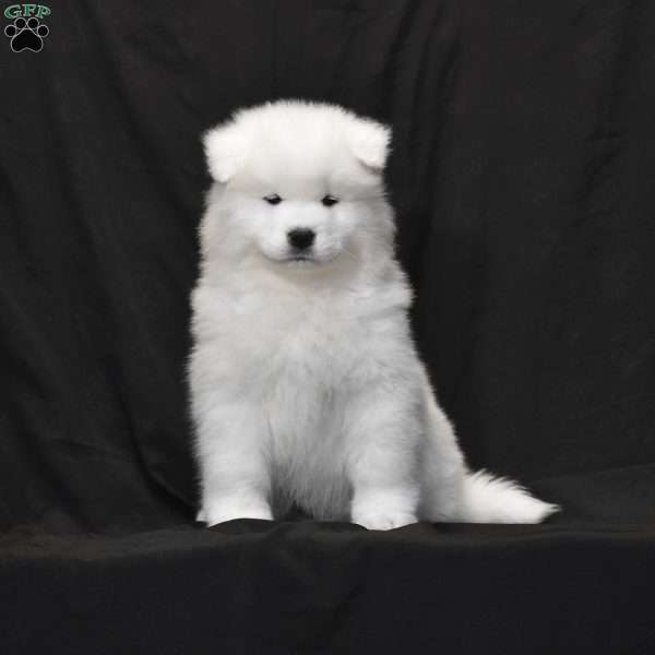 Archer, Samoyed Puppy